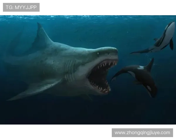金鲨银鲨：海底巨兽的传说与海洋宝藏的神秘秘密大揭秘